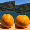 紅河内晩柑&甘夏　栽培期間中に農薬、化学肥料不使用 柑橘セット【柑橘食べ比べ】