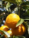 【柑橘の王様】西海カラマンダリン 甘熟じゅうす ２本セット