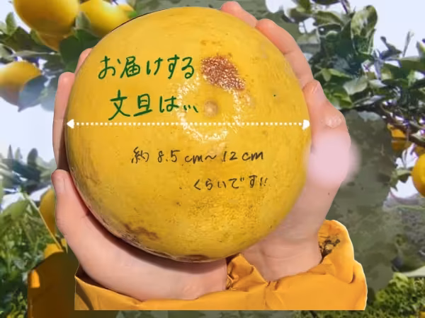 訳あり【5kg】おおぐしさんちの土佐文旦2026年2月中発送