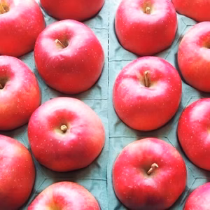 かぐや姫印　特別栽培完熟秋茜りんご3Lサイズ10ｋｇ