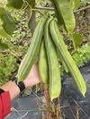 鳥取県産「なたまめ茶」1袋(20回分)