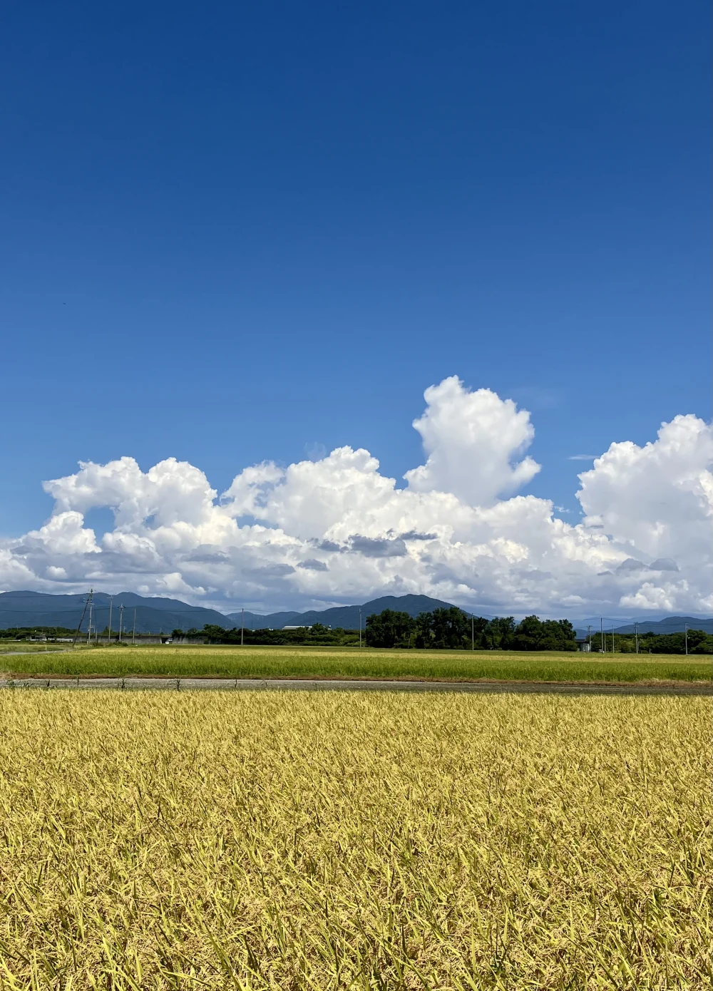 発送開始！新米コシヒカリ☆(令和5年滋賀県産減農薬栽培)｜米・穀類の