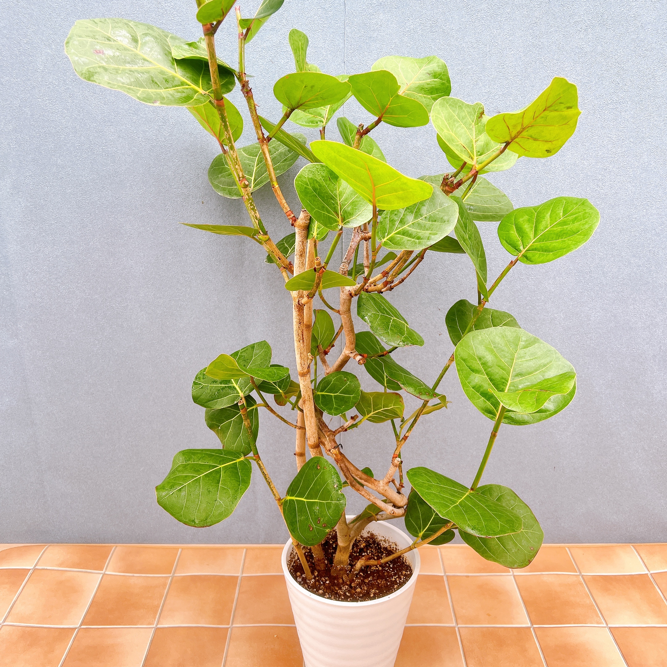 在庫販売】 海葡萄 シーグレープ 曲がり 観葉植物 希少 インテリア