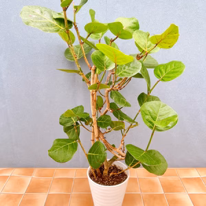 【在庫販売】　海葡萄　シーグレープ　曲がり　観葉植物　希少　インテリアグリーン