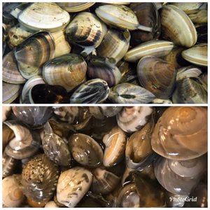 大はまぐり、ながらみ各1キロセット