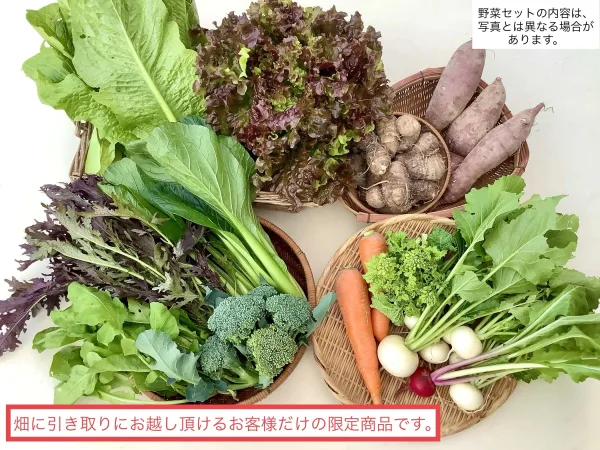 「直接引き取り専用」季節の野菜セット  無農薬・化学肥料“不使用”