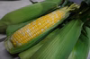【生でも食べれる！】山梨県産とうもろこし