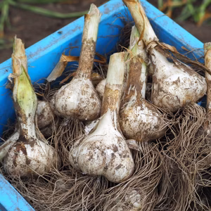 訳あり土付き「生にんにく」【たくさん食べたい人向け】6月中旬以降お届け