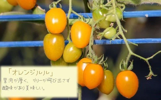 《農園からの直行便》カラフルミニトマト　3kg