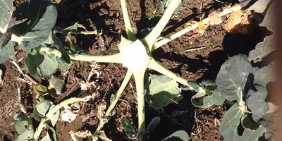 人間は野菜を「丸ごと」食べるのか