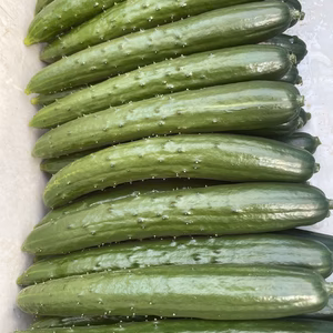 〜お買い得♪〜 新鮮！訳ありきゅうり 約10kg  お安く沢山食べたい方に是非！