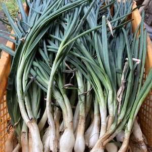 自然農法葉玉ねぎ2kg（10セットのみ）