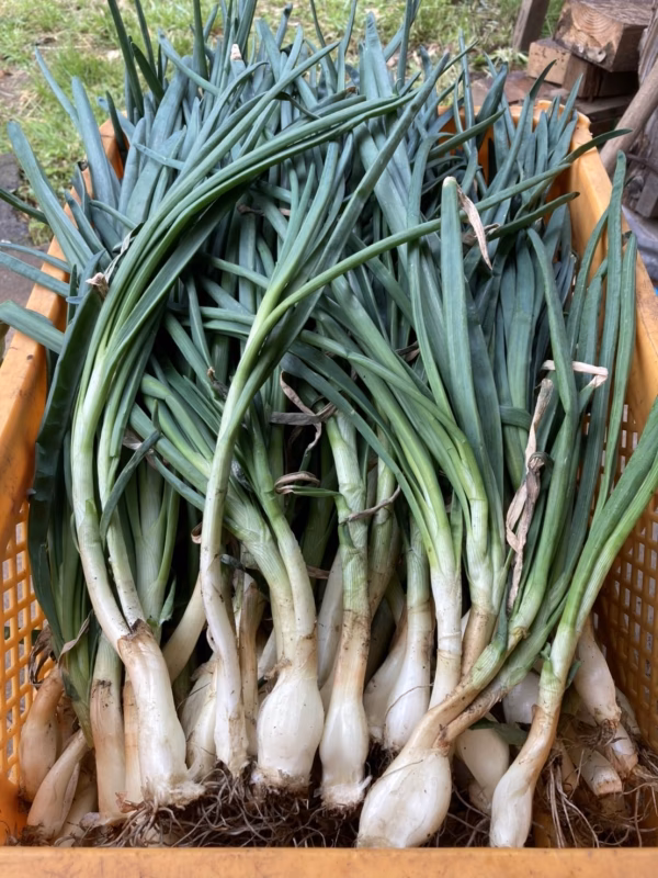 自然農法葉玉ねぎ2kg（10セットのみ）