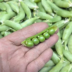 完熟スナップ豌豆　農薬不使用（無農薬）栽培　４月内（予定）限定商品