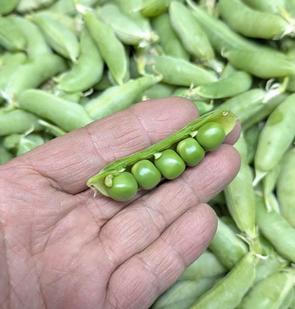 完熟スナップ豌豆　農薬不使用（無農薬）栽培　４月内（予定）限定商品