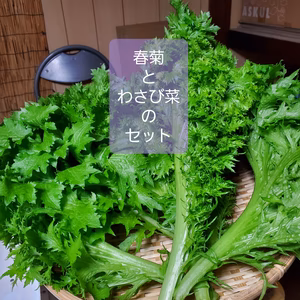 お鍋とサラダのコラボレーション。サラダ春菊とサラダわさび菜のセット