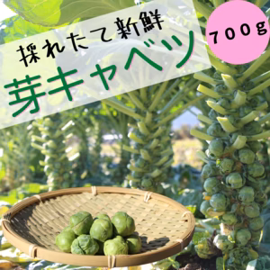【この時期 限定！】野菜の女王様『芽キャベツ』700ℊ
