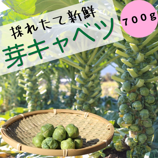 【この時期 限定！】野菜の女王様『芽キャベツ』700ℊ