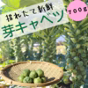 【この時期 限定！】野菜の女王様『芽キャベツ』700ℊ