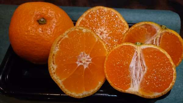 長崎産訳あり　早生みかん10kg