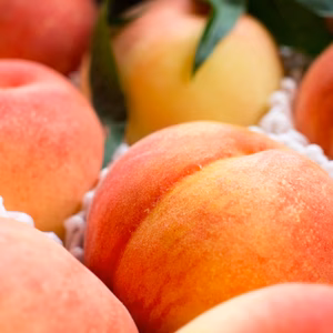 真っ赤な宝石のような桃「赤宝3kg