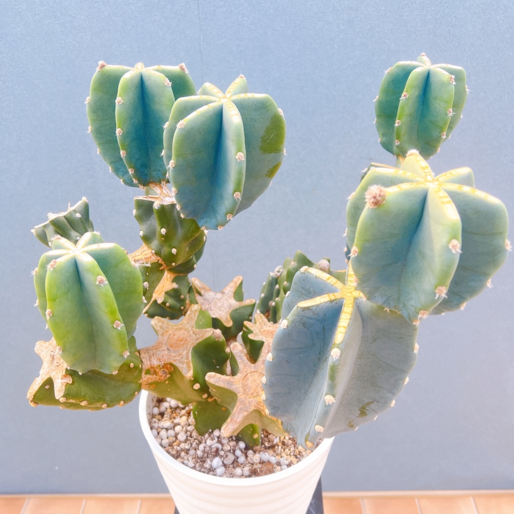 在庫販売】 サボテン 柱サボテン ブランチ 柱サボテンブランチ 鬼面角