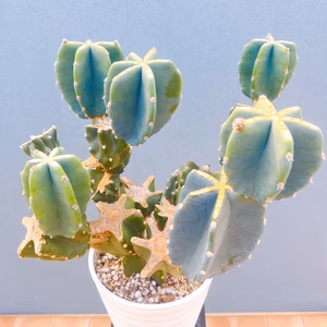 【在庫販売】　サボテン　柱サボテン　ブランチ　柱サボテンブランチ　鬼面角　ドライ