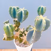 【在庫販売】　サボテン　柱サボテン　ブランチ　柱サボテンブランチ　鬼面角　ドライ