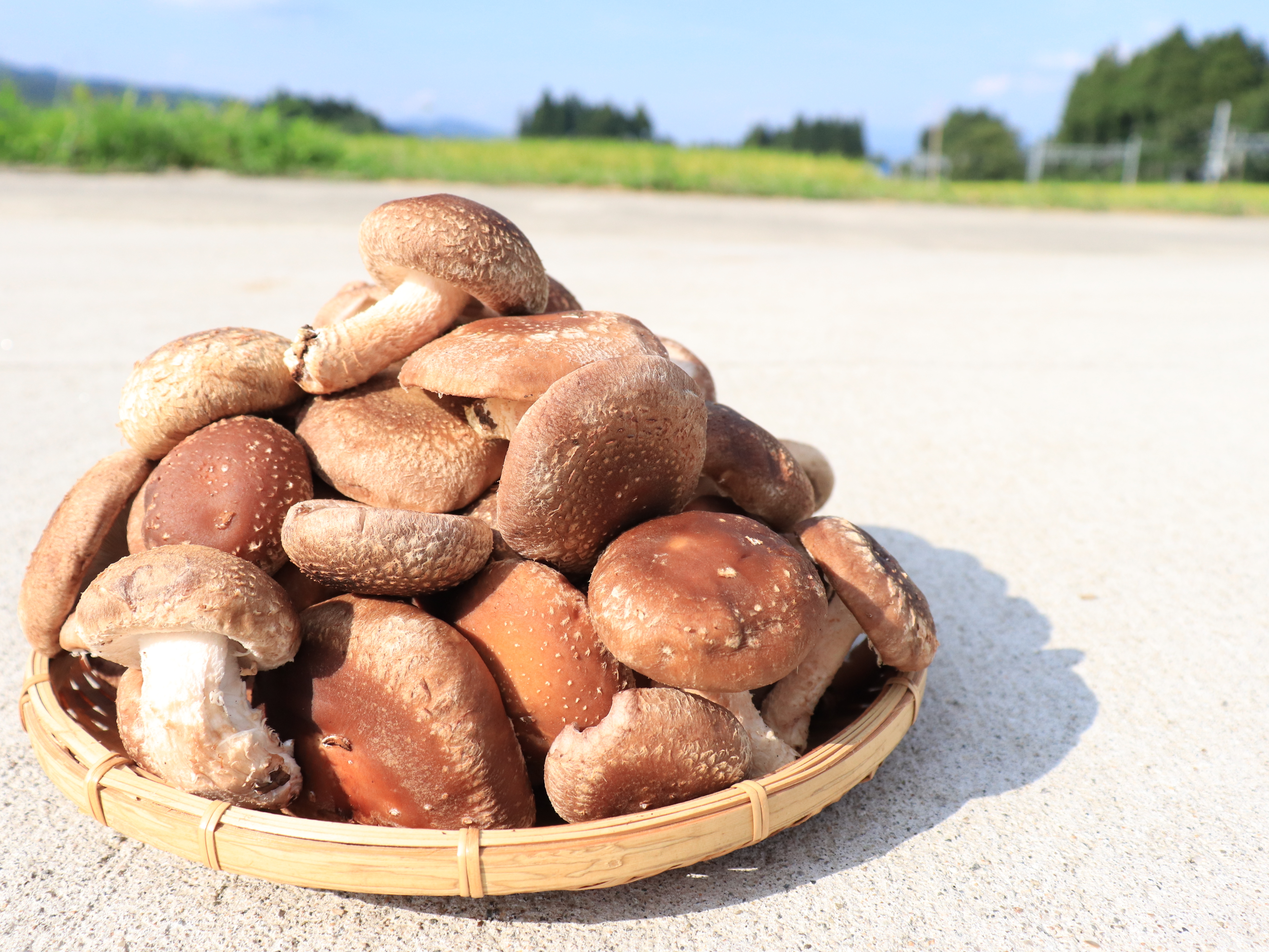 毎週お届け】ちょいワル椎茸【毎日椎茸食べる化計画！