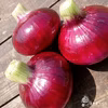 淡路島タマネギ欲張りセット