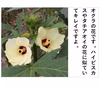 オクラ 柔らかトロうま！口の中で弾けるプチプチの種！
