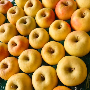 数量限定《弁当リンゴ》極小玉シナノゴールド