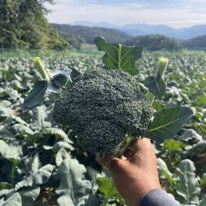 高原で育ったブロッコリー3個と季節のおまかせ野菜セット～標高1000ｍの旨味～