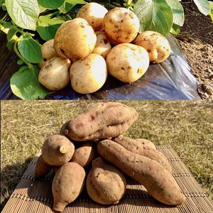 【期間限定】種子島産 新じゃが＆熟成安納芋B品(M〜Lサイズ)｜旬の味わいセット