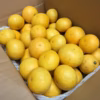 奇跡の果実！ ゴールデンオレンジ 黄金柑 2kg サイズ混合