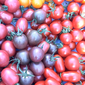 阪口農園の甘〜いカラフルミニトマト1kg〜