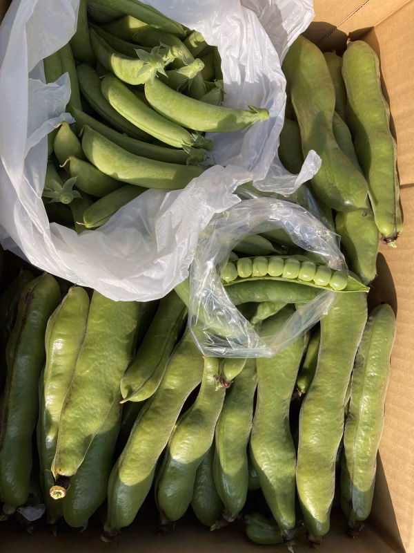 生産量日本一　鹿児島県指宿産　そらまめ、スナップえんどう、まめごぞう　豆3種類セ