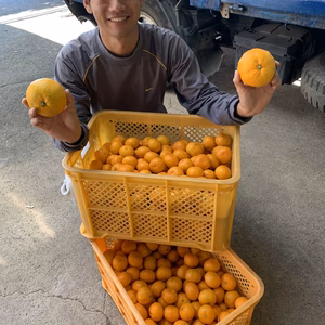 【とびっきり小さい】【我夢舎羅村】あかちゃんみかん　2S以下サイズ