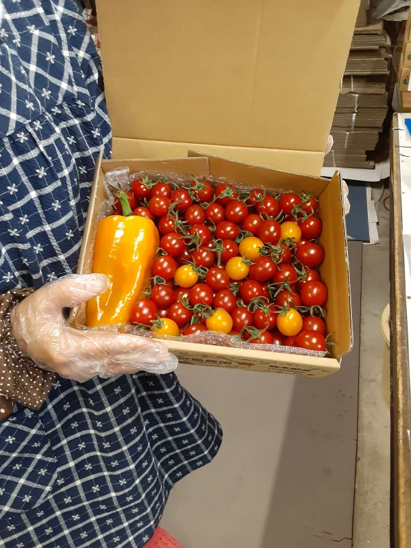 宮島農園の完熟ミニトマト。パプリカ一本入り１kg