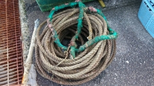 14368678_1851713958395912_7510874023955983247_n