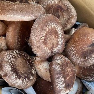 【希少】食べ応えのある特大しいたけ！ご自宅用に！訳あり！