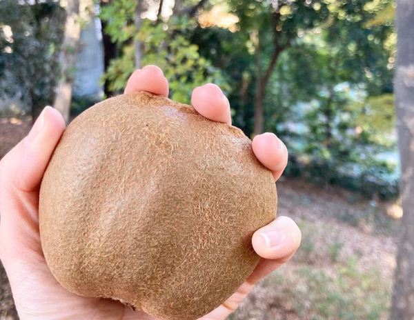 12/11出荷便　50-60個　大玉混合＊きよ農園＊土から育てたキウイ　家庭用