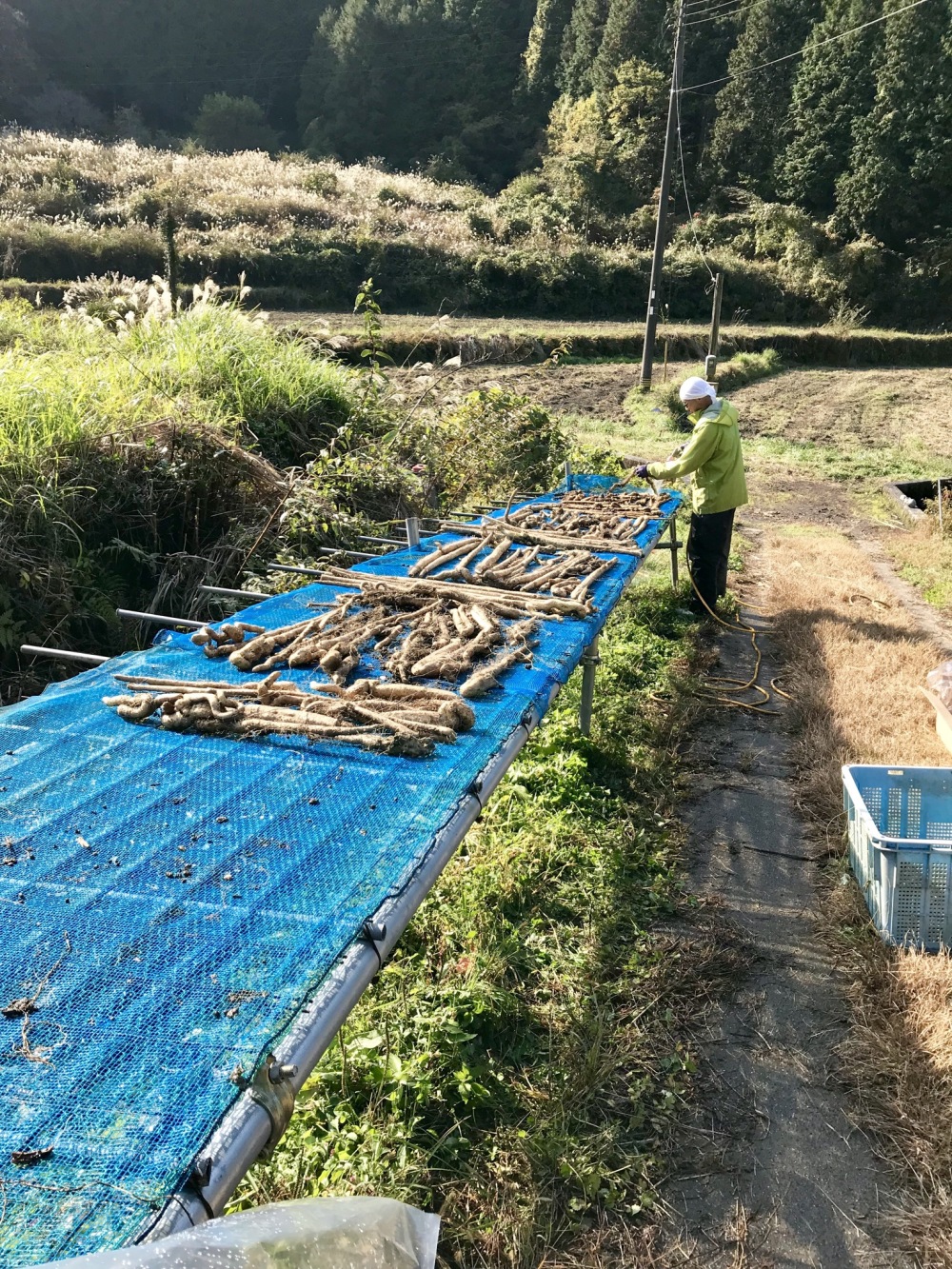 お父さんいつもありがとう 自然薯をプレゼント用に てのたの 農家漁師直送のポケットマルシェ