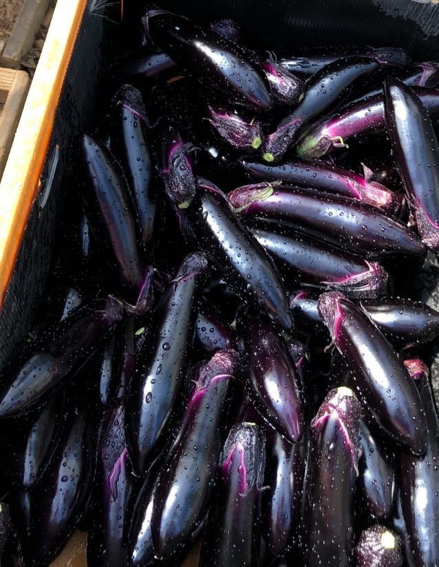 ナス2種類セット】ナス(とげなし輝楽)×白ナス(とろ〜り旨ナス) 各5本