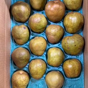 タイムセール！訳あり規格外ラフランス5キロ14-20