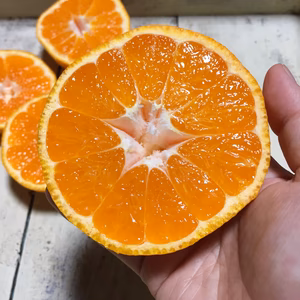 【今年は全体的にサイズ大きめ】甘酸っぱいおいしさ農薬不使用の青島みかん