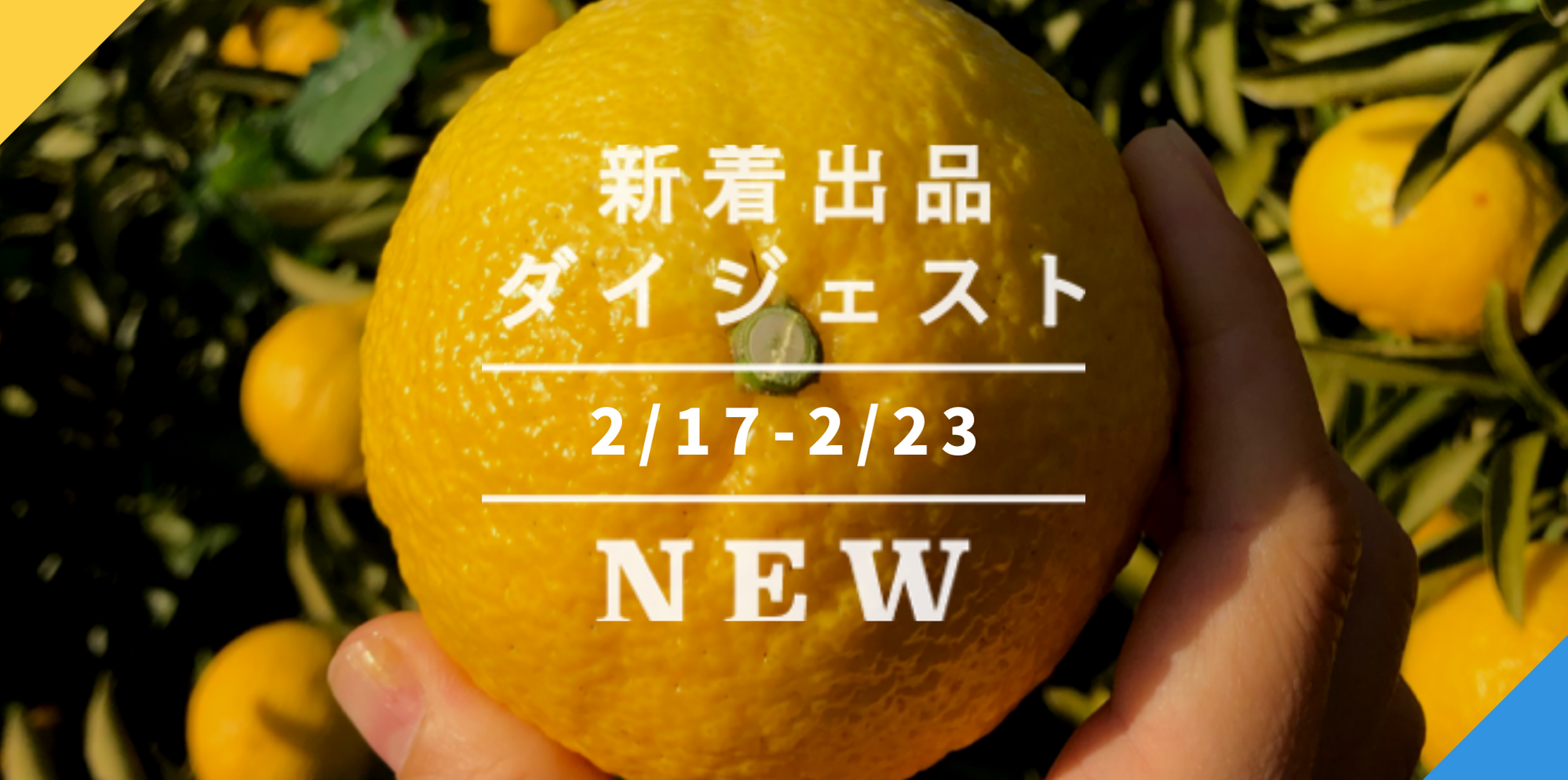 バックナンバー]春柑橘「はるか」20%オフの理由が幸せ〜👶🏻今週の ...