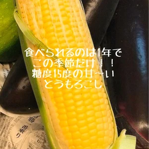 【急遽7月9日or10日収穫！】甘〜いとうもろこしと湧水米のお得なセット