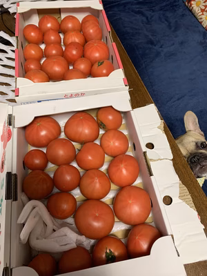 みんなの投稿の画像