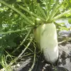 [貴山農園]季節の野菜セット(Ｓサイズ）